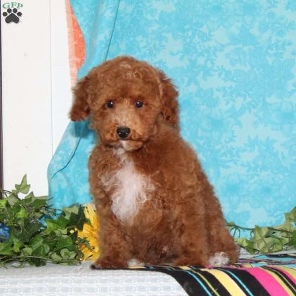 Crayfish, Toy Poodle Puppy